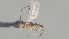  (Phanerotoma Malaise8306 - CCDB-38207-E06)  @11 [ ] CreativeCommons - Attribution (2023) Michael Sharkey Centre for Biodiversity Genomics