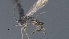  (Dolichogenidea Janzen57 - CCDB-46554-G01)  @11 [ ] CreativeCommons - Attribution (2023) Michael Sharkey Centre for Biodiversity Genomics