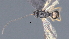  ( - CCDB-46554-H03)  @11 [ ] CreativeCommons - Attribution (2023) Michael Sharkey Centre for Biodiversity Genomics