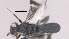  ( - CCDB-46555-E01)  @11 [ ] CreativeCommons - Attribution (2023) Michael Sharkey Centre for Biodiversity Genomics