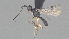  (Phanerotoma Malaise8443 - CCDB-46555-H01)  @11 [ ] CreativeCommons - Attribution (2023) Michael Sharkey Centre for Biodiversity Genomics