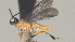  ( - CCDB-46555-H05)  @11 [ ] CreativeCommons - Attribution (2023) Michael Sharkey Centre for Biodiversity Genomics