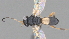  ( - CCDB-46555-H07)  @11 [ ] CreativeCommons - Attribution (2023) Michael Sharkey Centre for Biodiversity Genomics