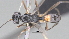  (alyMalaise01 malaise0805 - CCDB-46555-H09)  @11 [ ] CreativeCommons - Attribution (2023) Michael Sharkey Centre for Biodiversity Genomics