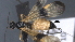  ( - CCDB-46556-F10)  @11 [ ] CreativeCommons - Attribution (2023) Michael Sharkey Centre for Biodiversity Genomics