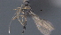  ( - CCDB-46556-H02)  @11 [ ] CreativeCommons - Attribution (2023) Michael Sharkey Centre for Biodiversity Genomics