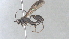  (Setanta Malaise1914 - CCDB-28460-F04)  @11 [ ] CreativeCommons - Attribution (2023) Michael Sharkey Centre for Biodiversity Genomics