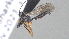  ( - CCDB-28460-F06)  @11 [ ] CreativeCommons - Attribution (2023) Michael Sharkey Centre for Biodiversity Genomics