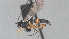  ( - CCDB-28460-F07)  @11 [ ] CreativeCommons - Attribution (2023) Michael Sharkey Centre for Biodiversity Genomics