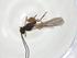  (Chorebus Malaise5017 - CCDB-28461-G02)  @11 [ ] CreativeCommons - Attribution Share - Alike (2023) Centre for Biodiversity Genomics Centre for Biodiversity Genomics