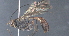  (ichJanzen01 Janzen0767 - CCDB-46556-C01)  @11 [ ] CreativeCommons - Attribution (2023) Michael Sharkey Centre for Biodiversity Genomics
