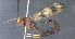  (ichJanzen01 Malaise1151 - CCDB-46556-C02)  @11 [ ] CreativeCommons - Attribution (2023) Michael Sharkey Centre for Biodiversity Genomics