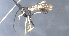  (ichJanzen01 Janzen0729 - CCDB-46556-C05)  @11 [ ] CreativeCommons - Attribution (2023) Michael Sharkey Centre for Biodiversity Genomics