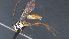  ( - CCDB-46556-C06)  @11 [ ] CreativeCommons - Attribution (2023) Michael Sharkey Centre for Biodiversity Genomics