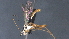  ( - CCDB-46556-C10)  @11 [ ] CreativeCommons - Attribution (2023) Michael Sharkey Centre for Biodiversity Genomics