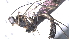  ( - CCDB-46556-D02)  @11 [ ] CreativeCommons - Attribution (2023) Michael Sharkey Centre for Biodiversity Genomics