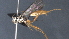  ( - CCDB-46556-D03)  @11 [ ] CreativeCommons - Attribution (2023) Michael Sharkey Centre for Biodiversity Genomics