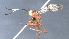  (cryptJanzen01 Malaise0405 - CCDB-46556-D06)  @11 [ ] CreativeCommons - Attribution (2023) Michael Sharkey Centre for Biodiversity Genomics