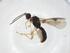  (Heterospilus Malaise1781 - CCDB-46560-C03)  @11 [ ] CreativeCommons - Attribution Share - Alike (2023) Centre for Biodiversity Genomics Centre for Biodiversity Genomics