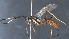  (ichJanzen01 Malaise5016 - CCDB-46560-F02)  @11 [ ] CreativeCommons - Attribution (2023) Michael Sharkey Centre for Biodiversity Genomics