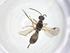  (Heterospilus Malaise8602 - CCDB-46598-A07)  @11 [ ] CreativeCommons - Attribution Share - Alike (2023) Centre for Biodiversity Genomics Centre for Biodiversity Genomics