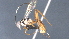  ( - CCDB-46599-C10)  @11 [ ] CreativeCommons - Attribution (2023) Michael Sharkey Centre for Biodiversity Genomics