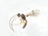  (Heterospilus Malaise9533 - CCDB-46600-G01)  @11 [ ] CreativeCommons - Attribution Share - Alike (2023) Centre for Biodiversity Genomics Centre for Biodiversity Genomics