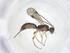  (Heterospilus Malaise0196 - CCDB-46851-G09)  @11 [ ] CreativeCommons - Attribution Share - Alike (2023) Centre for Biodiversity Genomics Centre for Biodiversity Genomics