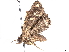  (Helia Malaise6345 - BIOUG63909-A10)  @11 [ ] CreativeCommons - Attribution (2022) CBG Photography Group Centre for Biodiversity Genomics