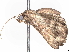  (Helia Malaise8841 - BIOUG63987-A11)  @11 [ ] CreativeCommons - Attribution (2022) CBG Photography Group Centre for Biodiversity Genomics