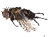  (Lixophaga Malaise4457 - BIOUG66509-G09)  @11 [ ] CreativeCommons - Attribution (2022) CBG Photography Group Centre for Biodiversity Genomics