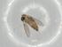  (Dampfomyia vespertilionis - BIOUG67755-B09)  @11 [ ] CreativeCommons - Attribution (2021) Centre for Biodiversity Genomics Centre for Biodiversity Genomics