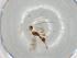  (Heterospilus Malaise1771 - BIOUG67761-G02)  @11 [ ] CreativeCommons - Attribution (2021) Centre for Biodiversity Genomics Centre for Biodiversity Genomics