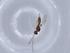  (Heterospilus Malaise8890 - BIOUG67922-C10)  @11 [ ] CreativeCommons - Attribution (2021) Centre for Biodiversity Genomics Centre for Biodiversity Genomics