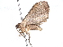  ( - BIOUG63951-C06)  @11 [ ] CreativeCommons - Attribution (2022) CBG Photography Group Centre for Biodiversity Genomics