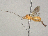  ( - BIOUG63977-B06)  @11 [ ] CreativeCommons - Attribution Share - Alike (2024) CBG Photography Group Centre for Biodiversity Genomics