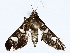  ( - BIOUG76529-G11)  @11 [ ] CreativeCommons - Attribution (2022) CBG Photography Group Centre for Biodiversity Genomics