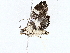  ( - BIOUG76530-E10)  @11 [ ] CreativeCommons - Attribution (2022) CBG Photography Group Centre for Biodiversity Genomics