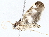  ( - BIOUG76530-E11)  @11 [ ] CreativeCommons - Attribution (2022) CBG Photography Group Centre for Biodiversity Genomics