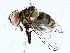  ( - BIOUG76530-F11)  @11 [ ] CreativeCommons - Attribution (2022) CBG Photography Group Centre for Biodiversity Genomics