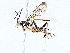 ( - BIOUG76531-C07)  @11 [ ] CreativeCommons - Attribution (2022) CBG Photography Group Centre for Biodiversity Genomics
