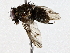  ( - BIOUG76531-H02)  @11 [ ] CreativeCommons - Attribution (2022) CBG Photography Group Centre for Biodiversity Genomics