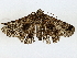  ( - BIOUG77701-E01)  @11 [ ] CreativeCommons - Attribution (2022) CBG Photography Group Centre for Biodiversity Genomics