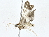  ( - BIOUG77701-E06)  @11 [ ] CreativeCommons - Attribution (2022) CBG Photography Group Centre for Biodiversity Genomics