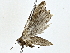  ( - BIOUG77702-D01)  @11 [ ] CreativeCommons - Attribution (2022) CBG Photography Group Centre for Biodiversity Genomics