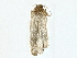  ( - BIOUG77703-A02)  @11 [ ] CreativeCommons - Attribution (2022) CBG Photography Group Centre for Biodiversity Genomics