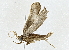  ( - BIOUG77703-G01)  @11 [ ] CreativeCommons - Attribution (2022) CBG Photography Group Centre for Biodiversity Genomics