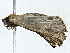  ( - BIOUG77704-E12)  @11 [ ] CreativeCommons - Attribution (2022) CBG Photography Group Centre for Biodiversity Genomics
