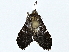  ( - BIOUG77705-A10)  @11 [ ] CreativeCommons - Attribution (2022) CBG Photography Group Centre for Biodiversity Genomics