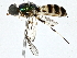  ( - BIOUG77705-D04)  @11 [ ] CreativeCommons - Attribution (2022) CBG Photography Group Centre for Biodiversity Genomics